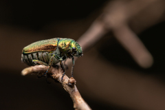 Diphucephala