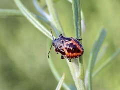 Oechalia schellenbergii