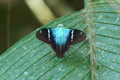 Astraptes fulgerator