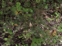 Boronia gracilipes
