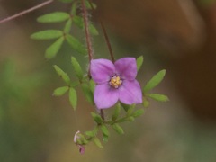 Boronia gracilipes