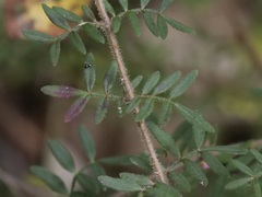 Boronia gracilipes