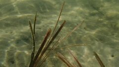 Stigmatopora nigra