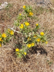 Scolymus hispanicus