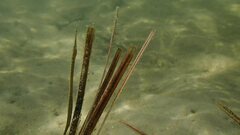 Stigmatopora nigra