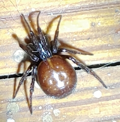 Steatoda bipunctata