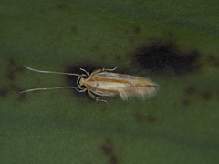 Stathmopodidae