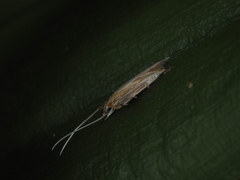 Stathmopodidae