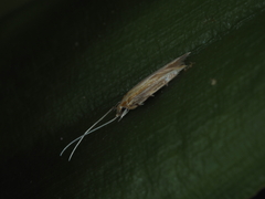 Stathmopodidae