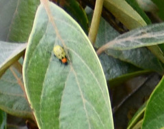 Diabrotica decempunctata