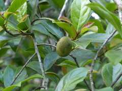 Elaeocarpus variabilis