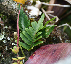 Polypodiaceae