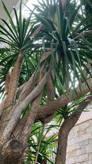 Pandanus tectorius