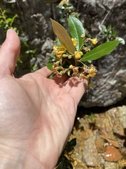 Anastrabe integerrima