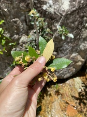 Anastrabe integerrima