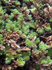 Selaginella hansenii