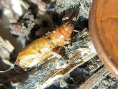 Tortricinae