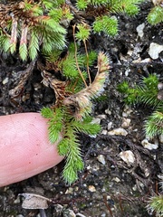 Selaginella hansenii