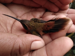 Phaethornis striigularis