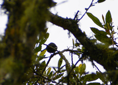 Diglossa albilatera