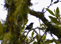 Diglossa albilatera