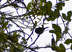 Diglossa albilatera