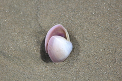 Crassula aequilatera