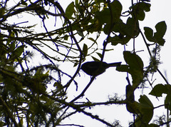 Diglossa albilatera