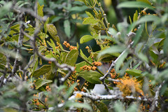 Phoradendron nervosum