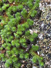 Selaginella hansenii