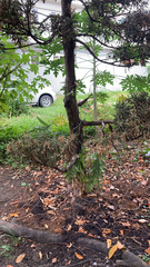 Podocarpus macrophyllus