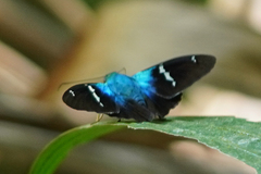 Astraptes fulgerator