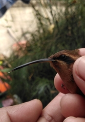 Phaethornis striigularis