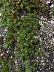 Selaginella hansenii