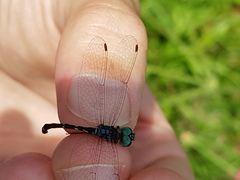 Nephepeltia phryne