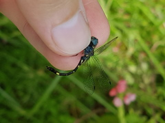 Nephepeltia phryne