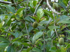 Elaeocarpus variabilis