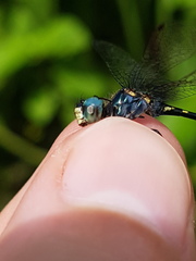 Nephepeltia phryne
