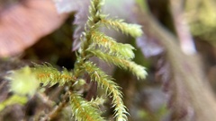 Antitrichia curtipendula