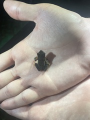 Rhaebo haematiticus