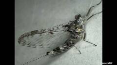 Callibaetis pictus