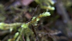 Antitrichia curtipendula