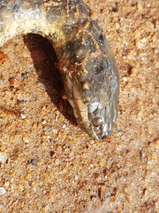 Helicops leopardinus