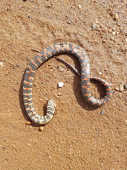 Helicops leopardinus