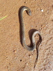 Helicops leopardinus