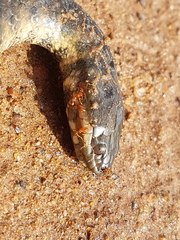 Helicops leopardinus