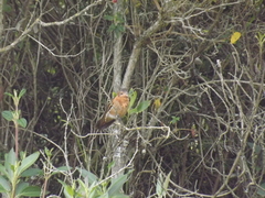 Aglaeactis cupripennis