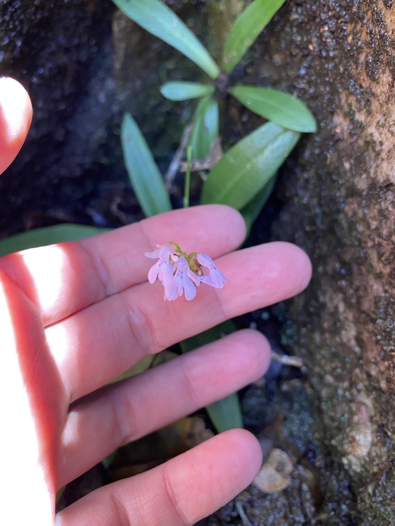 Stenoglottis macloughlinii