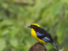 Anisognathus somptuosus