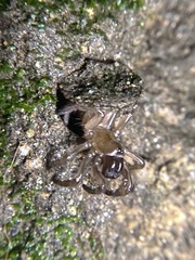 Aliatypus